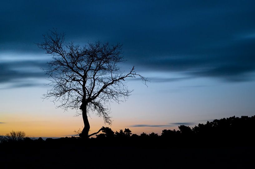 Silhouette eines Baumes von Mark Bolijn