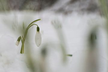 Sneeuwklokje van Irene Nicaise