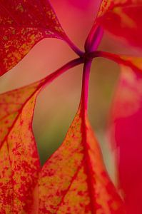 Rotes Blatt von angelique van Riet