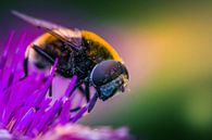 Bumblebee macro close-up von Rob Eijfferts Miniaturansicht