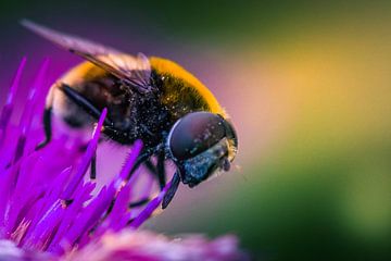 Bumblebee macro close-up von Rob Eijfferts