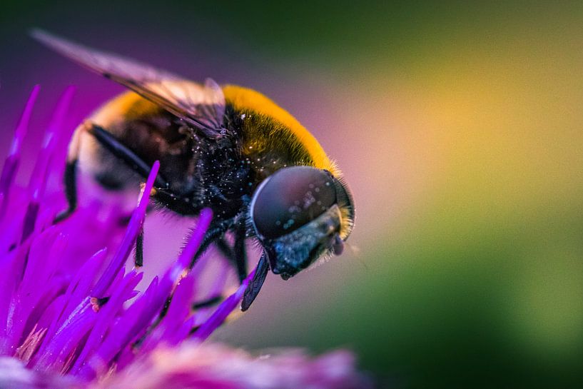 Bumblebee macro close-up von Rob Eijfferts