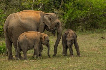 Eléphants indiens dans le parc national de Yala au Sri Lanka sur Lex van Doorn