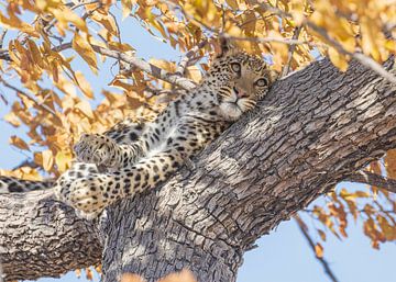 Why was I born a leopard? by Lennart Verheuvel