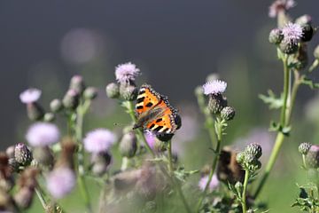 Kleine Vos op Akkerdistel van Linda de Klein