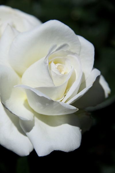 Weiße Rose by Christiane Schulze