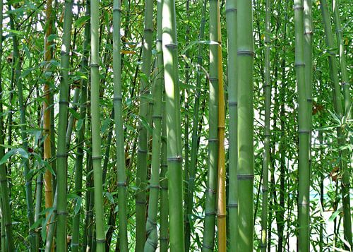 Bambus