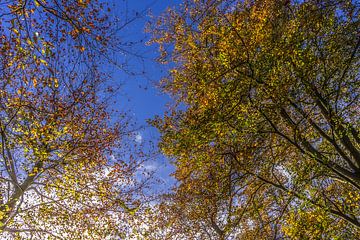 Kleurrijke herfst bladeren 3 van Rob Baken