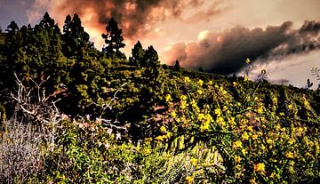 wondermooie wildgroei opTenerife met bewolkte lucht en bloemen