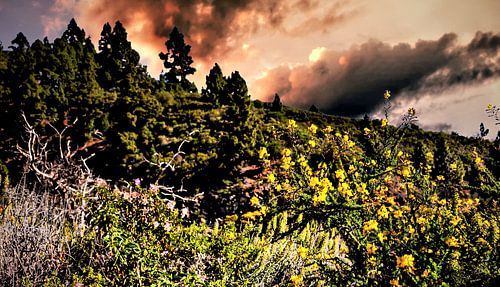 wondermooie wildgroei opTenerife met bewolkte lucht en bloemen