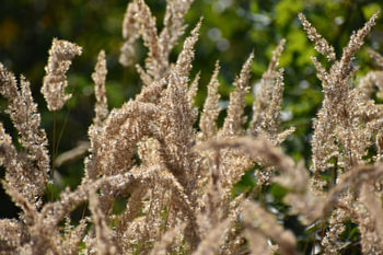 Salmon grass in detail