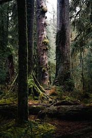 Hoh Rain Forest von swc07