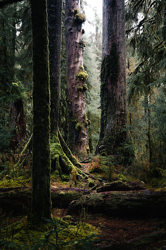 Hoh Rain Forest