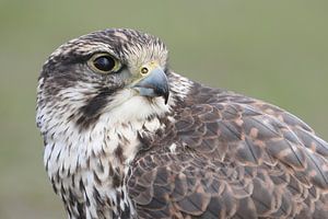 Faucon sacre (Falco cherrug)