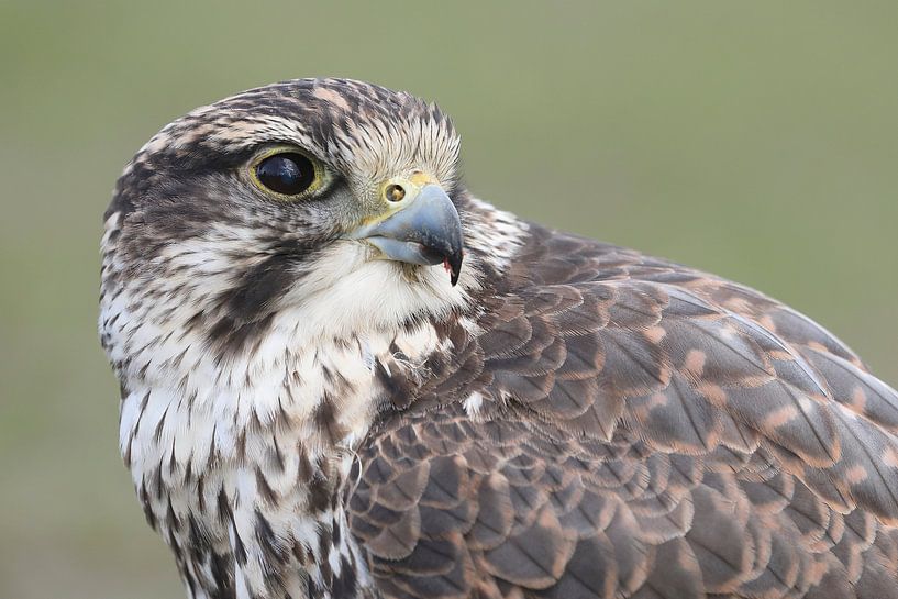 Saker Falcon (Falco cherrug) by Ronald Pol