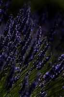 Paars Purple