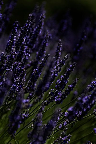 Paars Purple by Esther Swaager