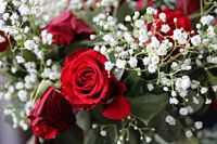 The Roses.