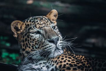 Sri Lanka Panther by Jayzon Photo