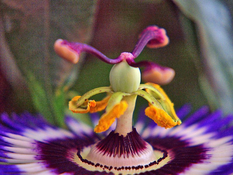 Passiebloem 2 van Edgar Schermaul
