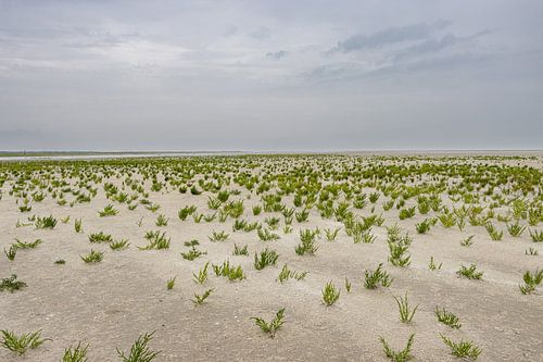 Groene strand Ameland