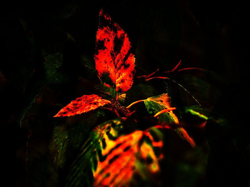 HERFST : HERFSTMAGIE van Photoart-Naegele