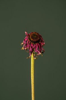 Fleur morte rose (vert)