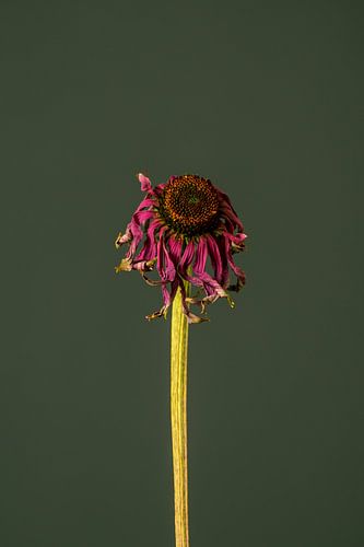 Pink Dead Flower (green)