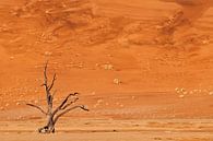 Dead tree in the Deadvlei van Damien Franscoise thumbnail