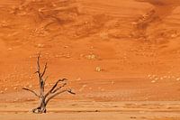 Toter Baum im Deadvlei