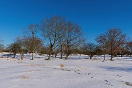 Amsterdam Water Supply Dunes in the snow by Merijn Loch