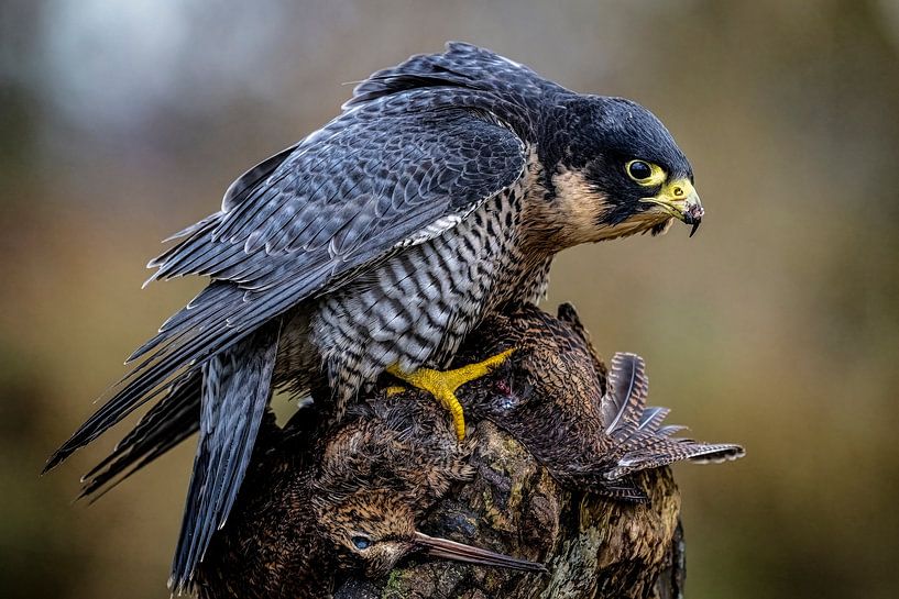 Wanderfalke mit Waldschnepfe von Egon Zitter