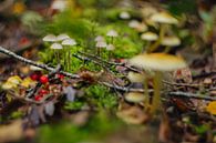 Herfst van Wolbert Erich thumbnail