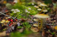 Herfst