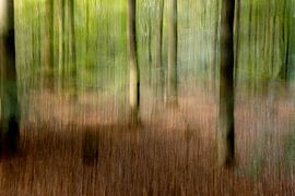 The forest by SO fotografie