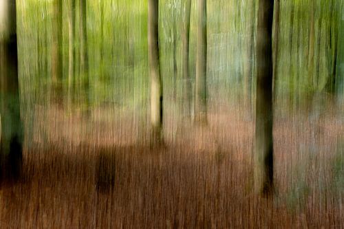 Het bos