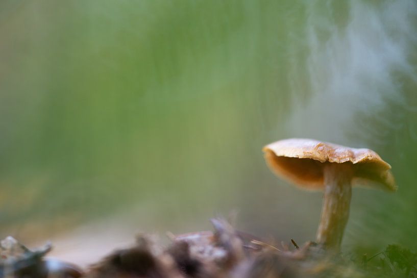 oranje paddenstoel van Anita Visschers