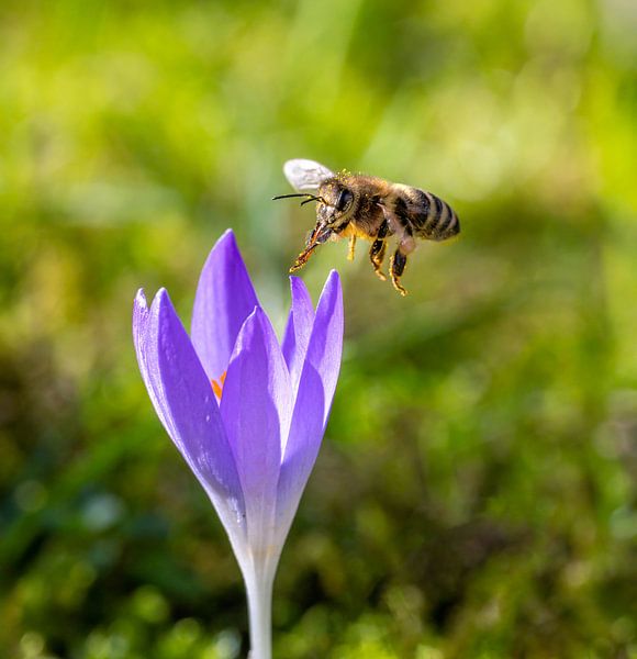 Abeille en approche d'une fleur de crocus violet par ManfredFotos