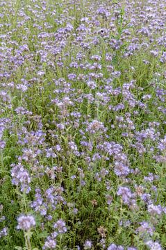 Phacelia tanacetifolia van Richard Wareham