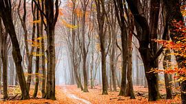 Forest of Neldoreth by Nevelhart Photography
