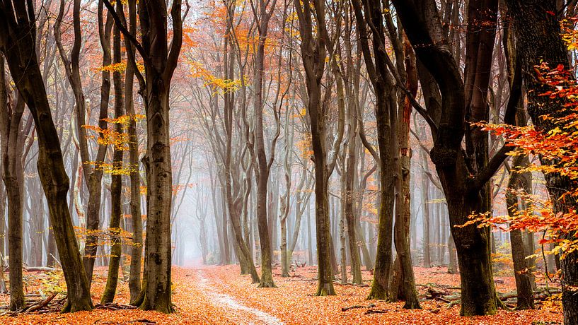 Wald von Neldoreth von Tvurk Photography