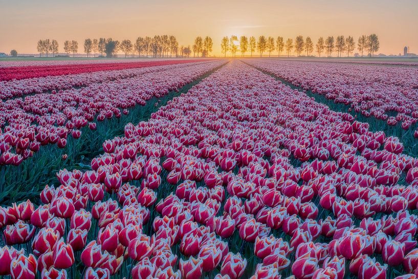On my way van Jan Koppelaar