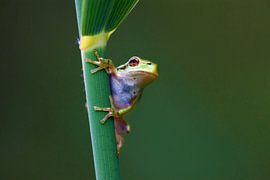 Der alte holländische Laubfrosch von Maurice van de Waarsenburg