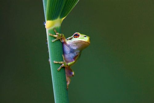 De oerhollandse boomkikker