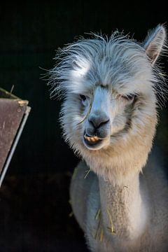 Funny white alpaca or llama in his stable by Fotos by Jan Wehnert