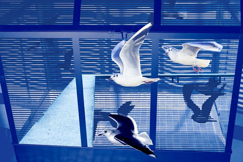 Flying by True Color Stories