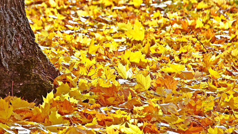 Fallen autumn coloured leaves by Werner Lehmann