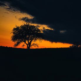 Sunset behind trees by Martin Köbsch