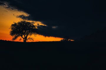 Zonsondergang achter bomen van Martin Köbsch