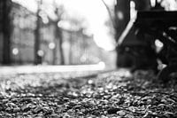 Muschelpfad mit Bank auf der Langen Voorhout, Den Haag in schwarz-weiß